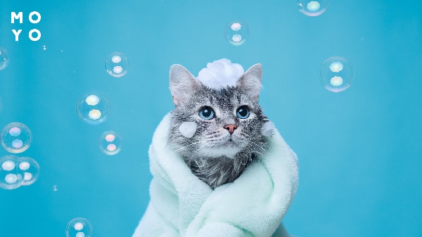 Мити чи не мити: розбір гігієнічних засобів догляду за котами
