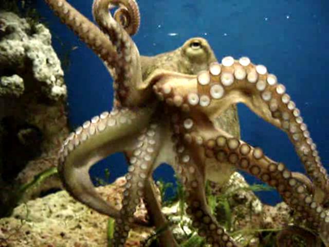 midmoving_octopus_vulgaris_20050114.ogg.jpg (42.33 Kb)