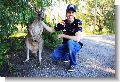 9716_vettel_kangaroo_aus11.jpg (147.39 Kb)